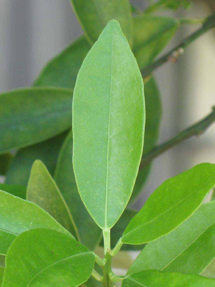              Unifoliolate leaf (Winter Haven, FL)       